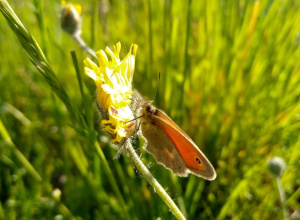Rozstrzygnięcie konkursu „NA MAJOWEJ ŁĄCE”
