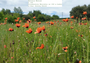 Zdjęcie 2 na 19